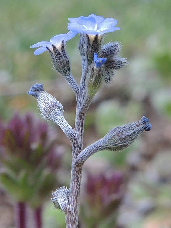 Myosotis incrassata