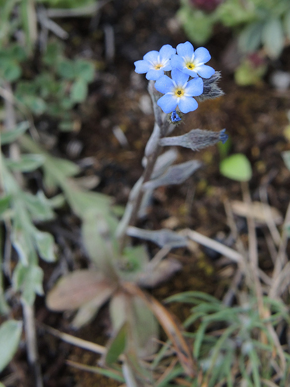 Myosotis incrassata