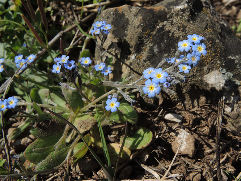 Myosotis incrassata