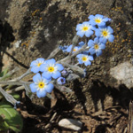 Myosotis incrassata