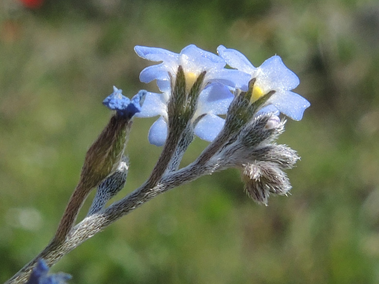 Myosotis incrassata
