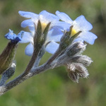Myosotis incrassata