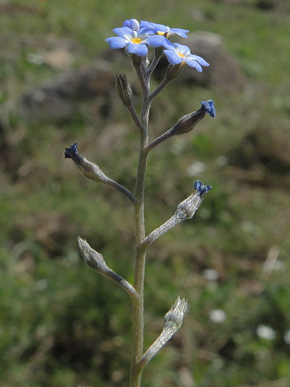 Myosotis incrassata