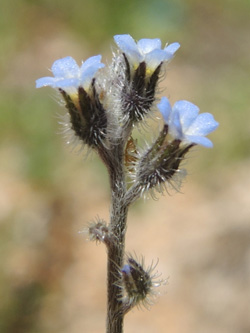 H&uuml;gel-Vergissmeinnicht