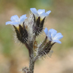 Raues Vergissmeinnicht