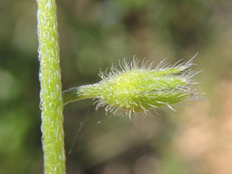 H&uuml;gelvergissmeinnicht