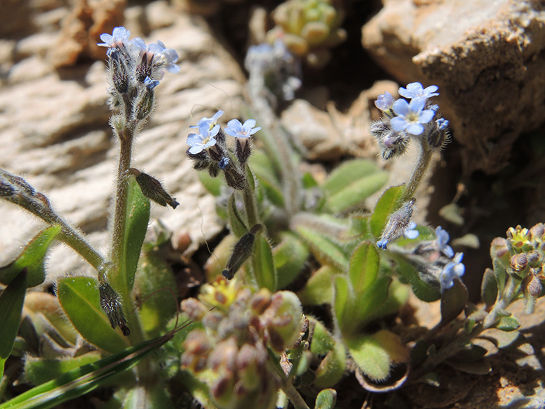 Raues Vergissmeinnicht