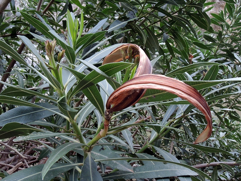 Nerium oleander