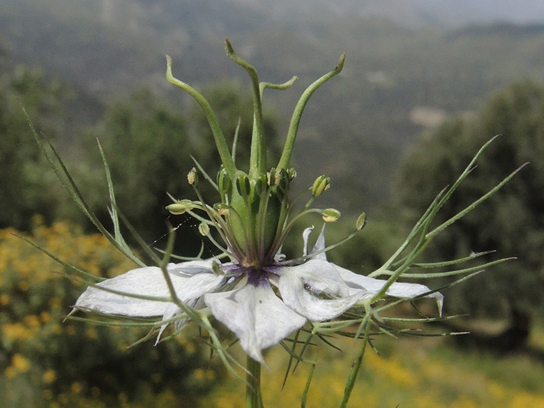 Nigella damascena