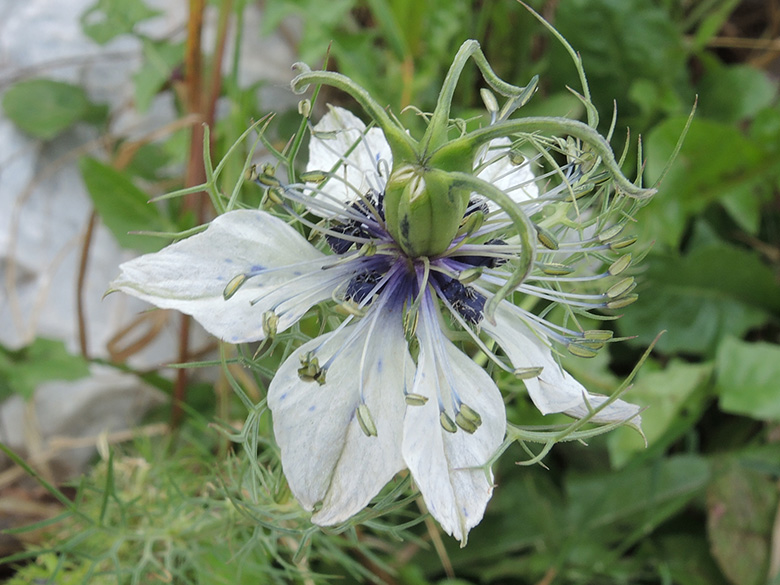 Nigella damascena