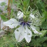 Nigella damascena
