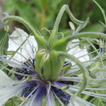 Nigella damascena