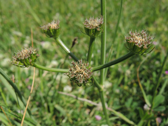 Oenanthe pimpinelloides