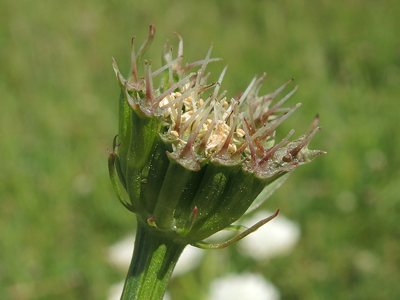 Oenanthe pimpinelloides