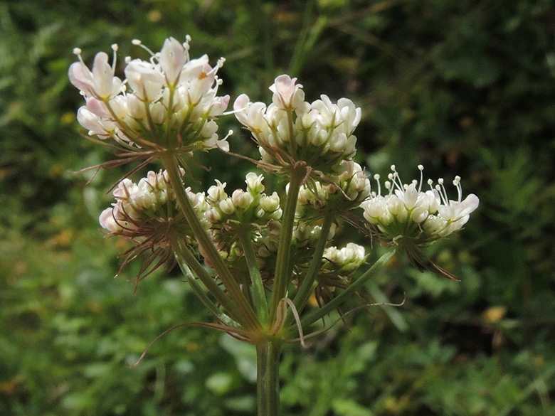 Oenanthe pimpinelloides