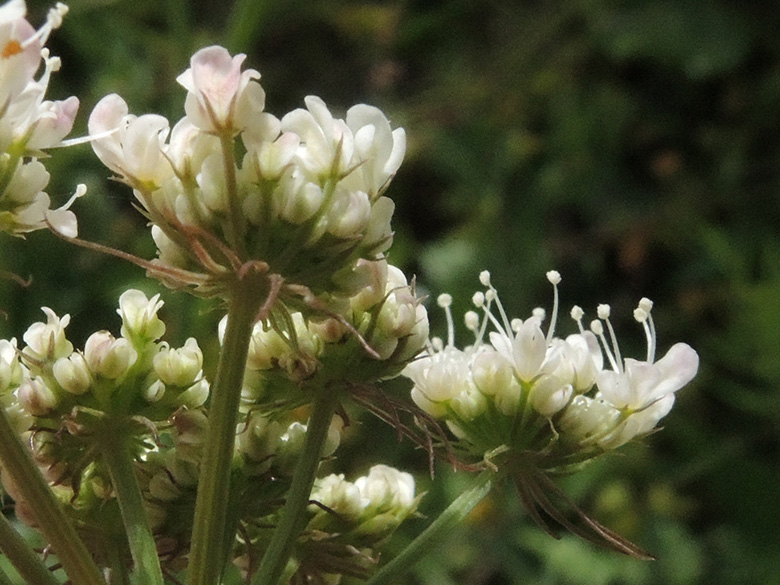 Oenanthe pimpinelloides