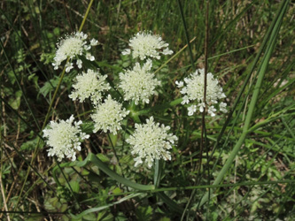 Oenanthe pimpinelloides