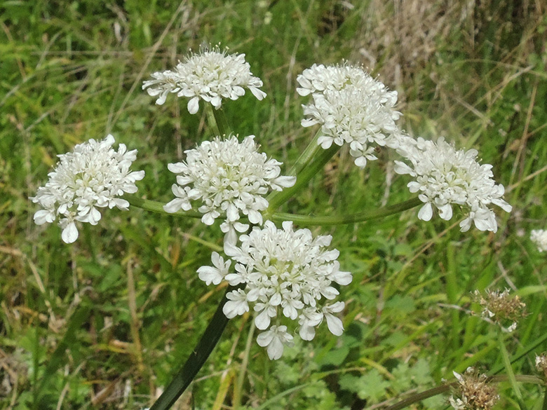 Oenanthe pimpinelloides