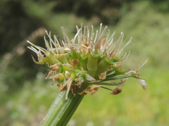 Oenanthe pimpinelloides