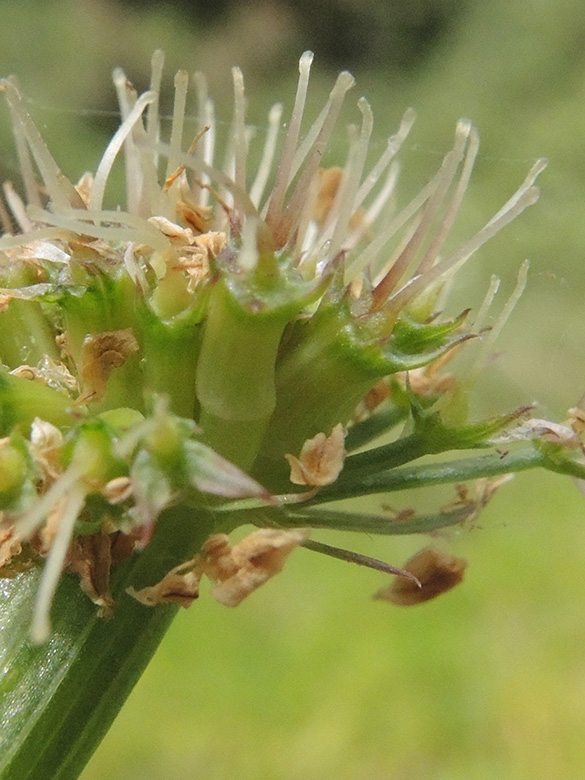 Oenanthe pimpinelloides