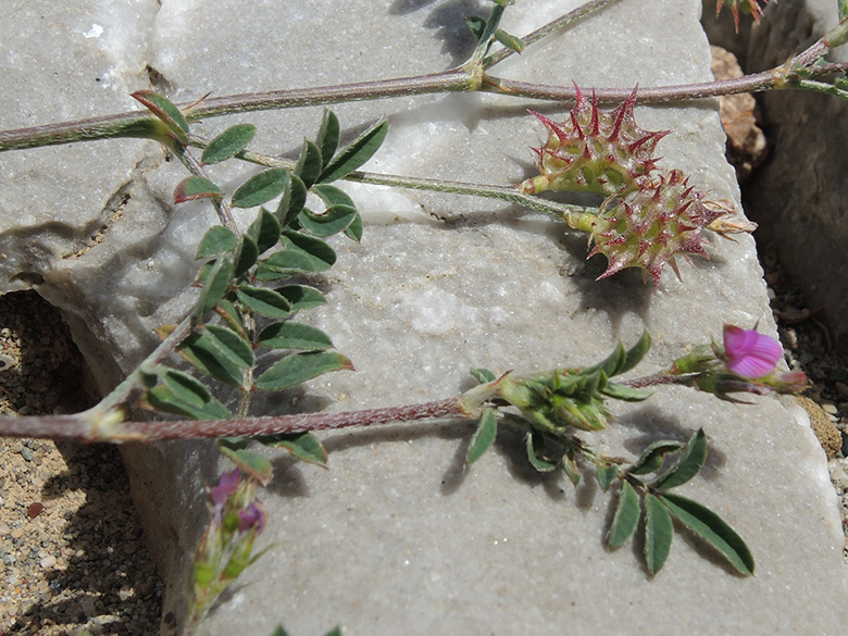 Onobrychis caput-galli