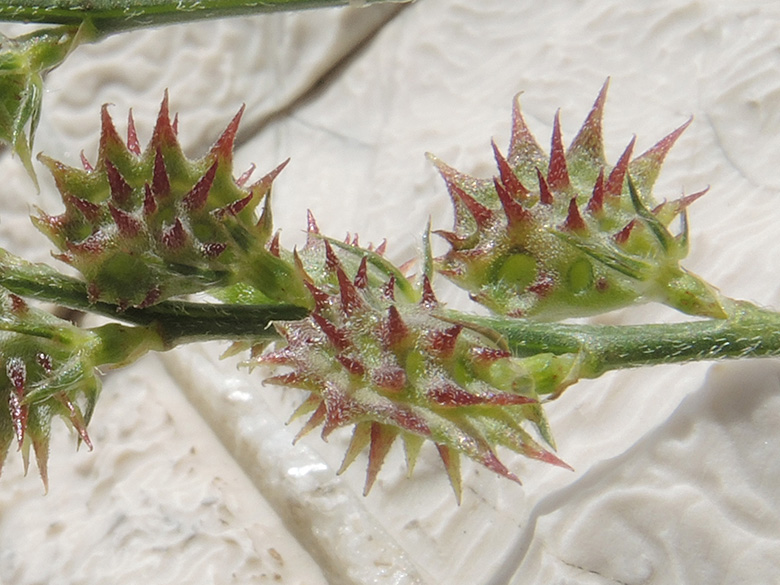 Onobrychis caput-galli