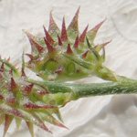 Onobrychis caput-galli