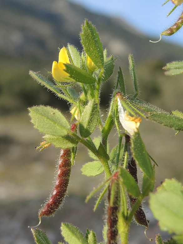 Ononis ornithopodioides