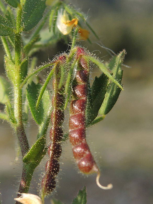 Ononis ornithopodioides