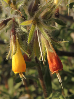 Onosma frutescens