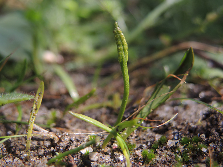 Ophioglossum lusitanicum