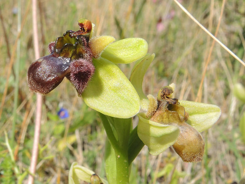 Ophrys bombylifera