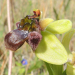 Ophrys bombylifera