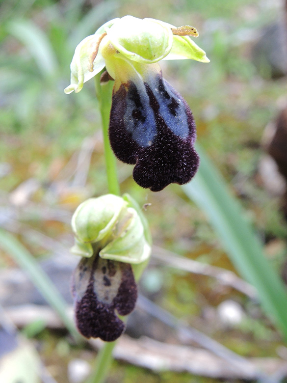 Ophrys iricolor