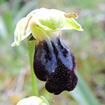 Ophrys iricolor