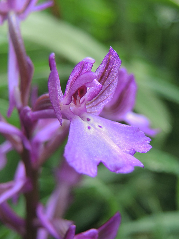 Orchis boryi