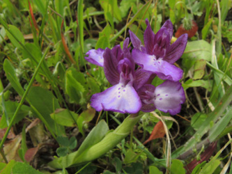 Orchis boryi