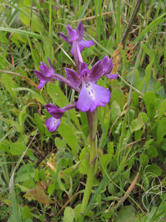 Orchis boryi
