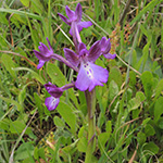 Orchis boryi