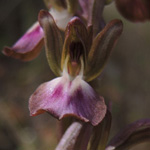Orchis collina