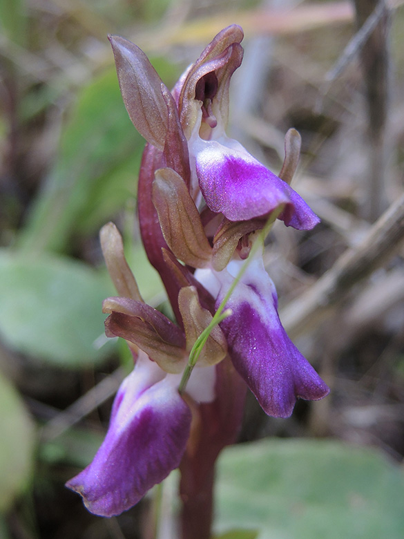 Orchis collina
