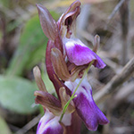 Orchis collina