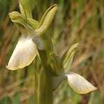 Orchis collina