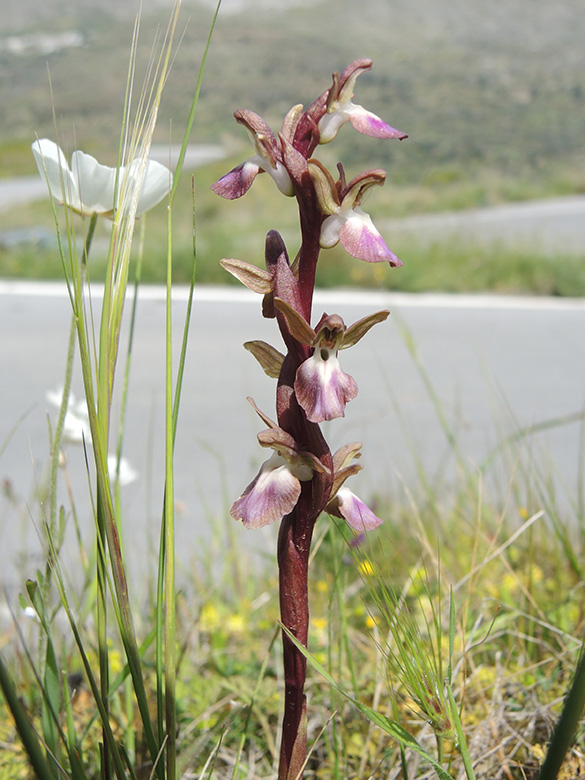 Orchis collina