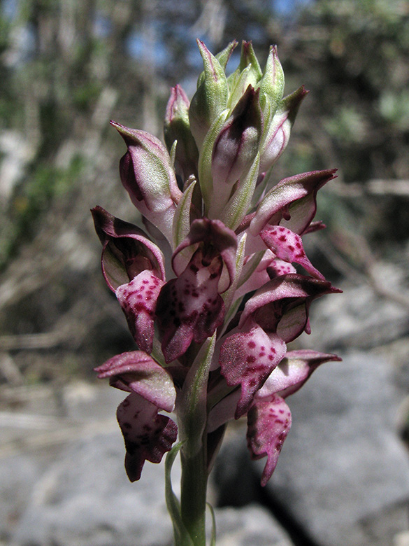 Orchis fragrans