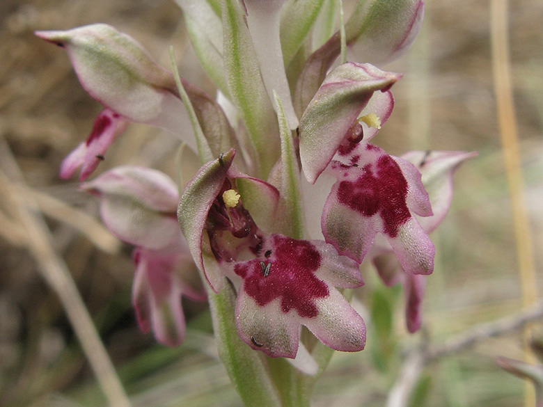Orchis fragrans