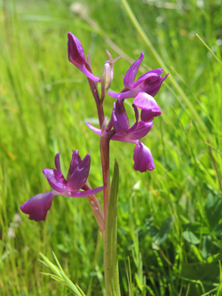 Orchis laxiflora