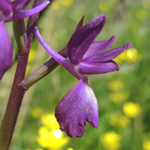 Orchis laxiflora