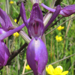 Orchis laxiflora