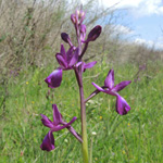 Orchis laxiflora